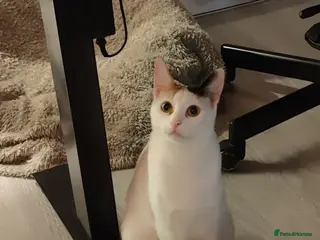 Arabian Mau cats Lulu - Gorgeous and friendly Arabian Mau - Advert 4