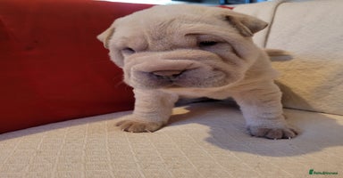 Shar Pei dogs - Advert 10