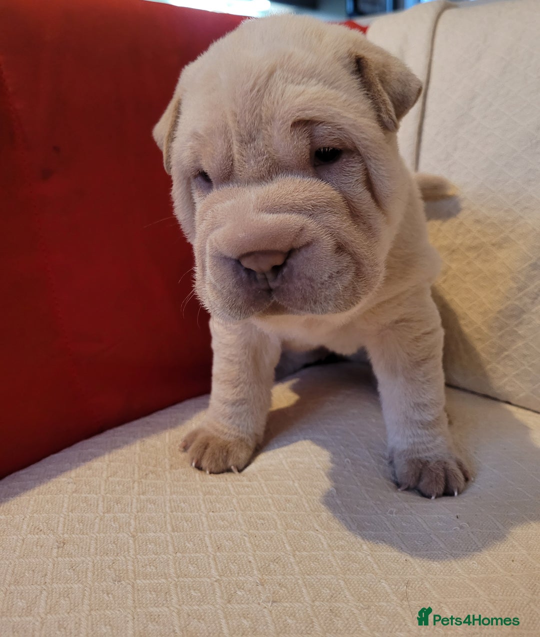 Shar Pei dogs for sale: Shar Pei Puppies - Ready 04/09/25 - Image 9