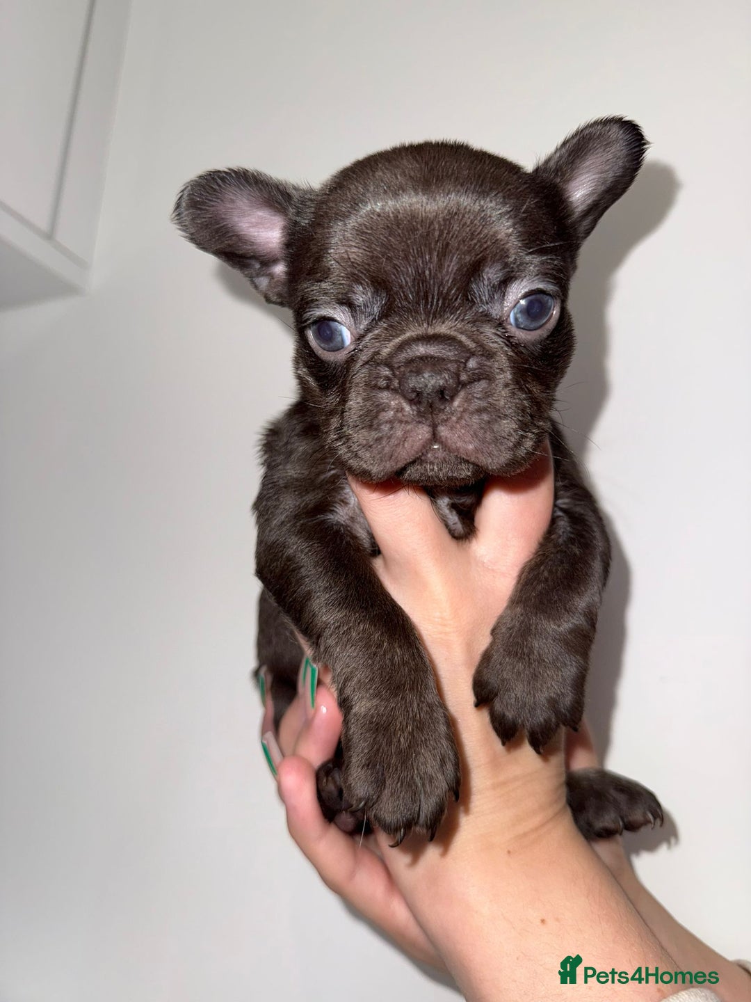 French Bulldog dogs for sale: Fluffy french bulldogs puppies - Image 14
