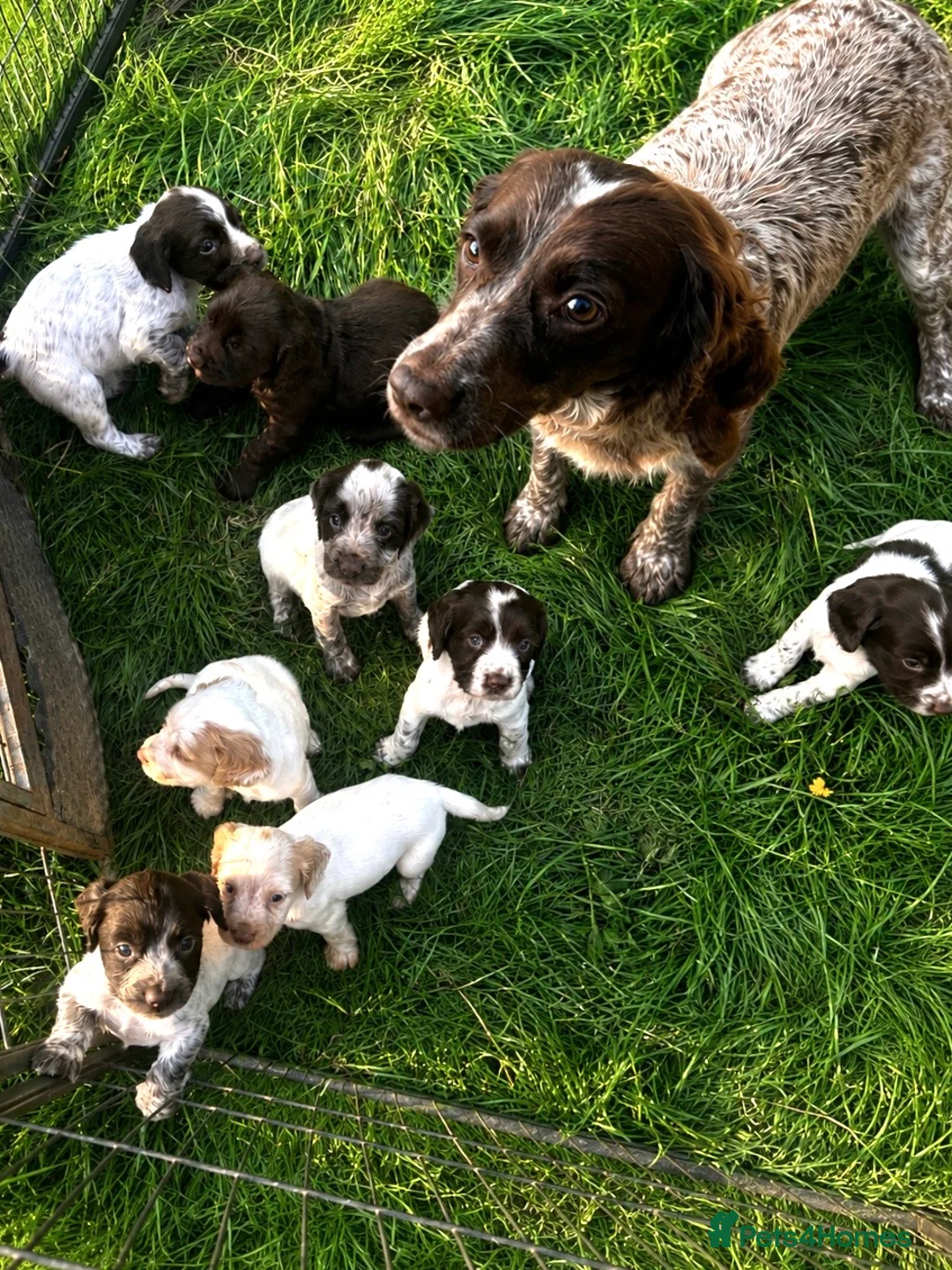 Cocker Spaniel dogs for sale: Working Cocker Spaniel Puppies  - Advert 12