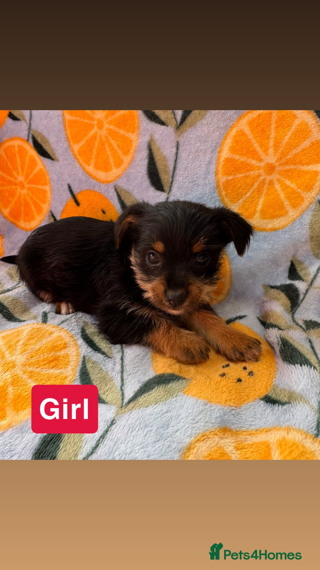 Mixed Breed dogs for sale: 3 beautiful yorkie Russell for sale  - Image 15