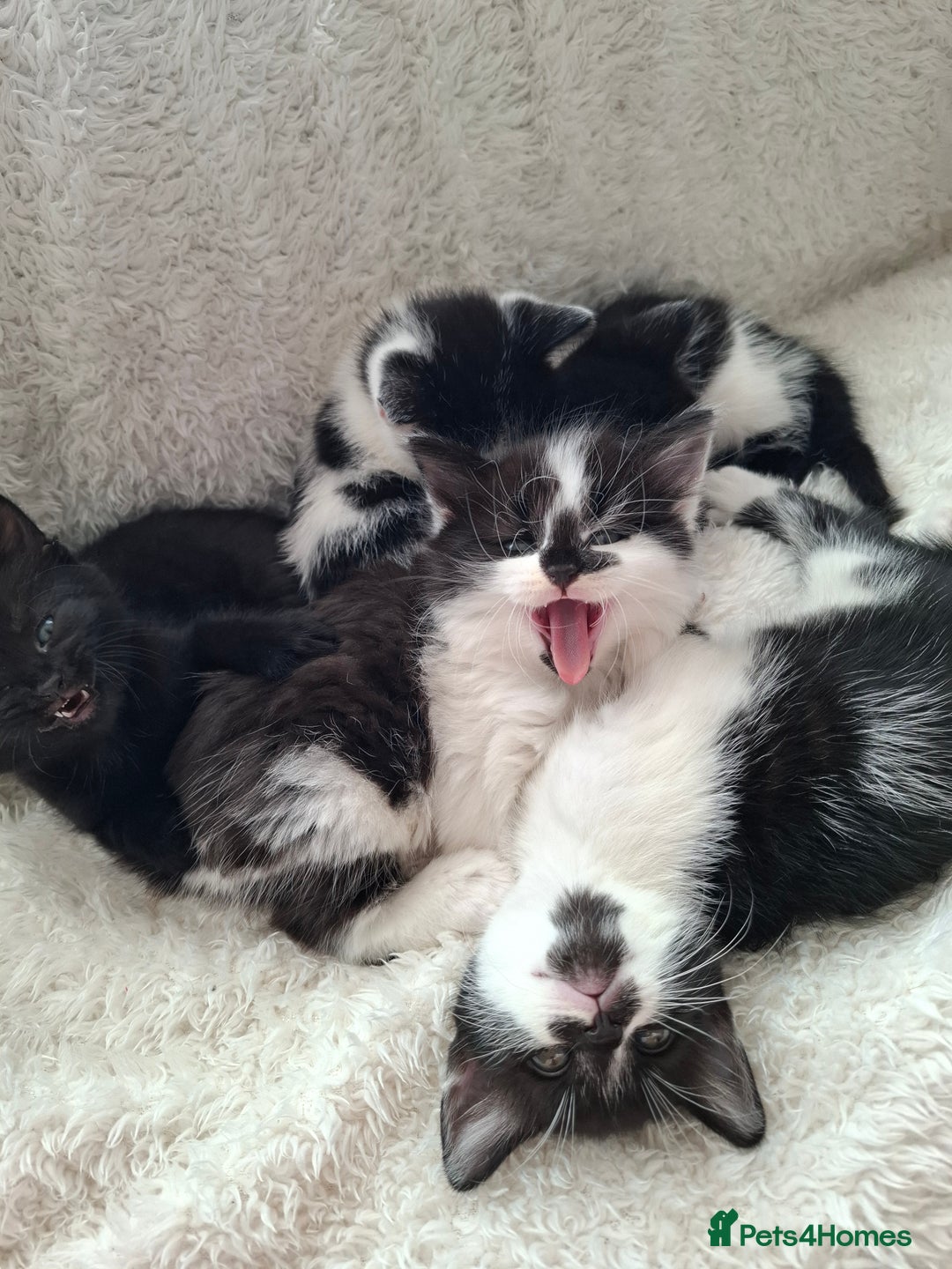 Mixed Breed cats for sale: Tabby/British short hair - Advert 36