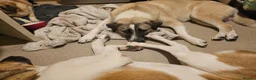 Mixed Breed dogs for adoption: Sadie - 1 Year Old, Anatolian Shepherd Mix in Milton Keynes - Advert 6