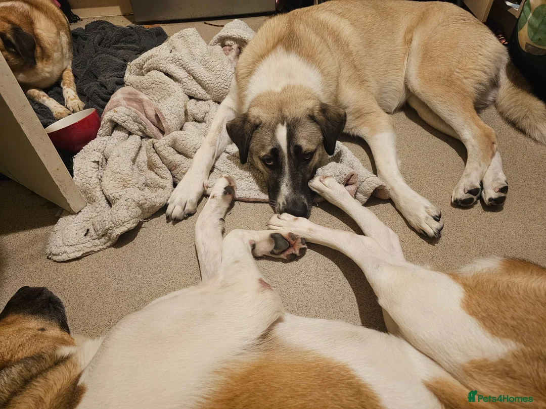 Mixed Breed dogs for adoption: Sadie - 1 Year Old, Anatolian Shepherd Mix in Milton Keynes - Advert 6