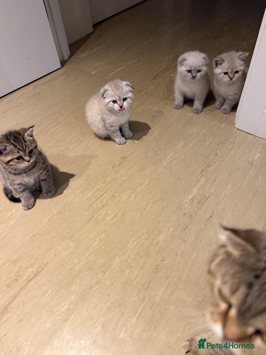 Scottish Fold cats for sale: Scottish Fold Kittens  - Advert 12