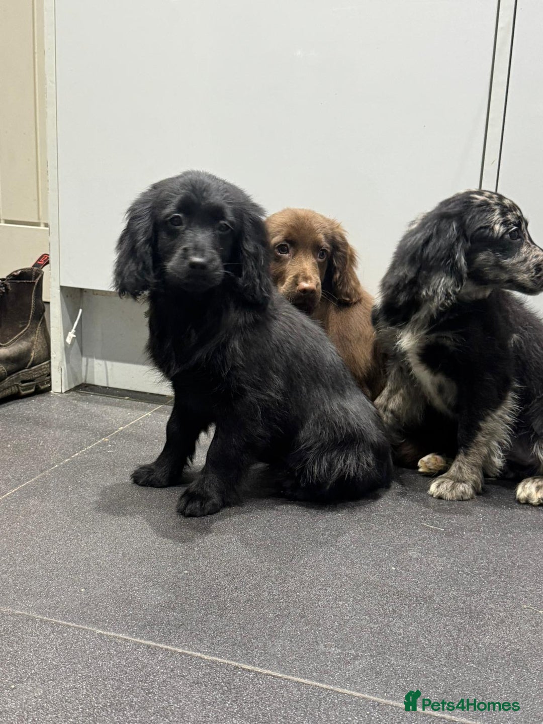 Cockapoo dogs for sale: Silver merle cockapoo puppies  - Advert 12