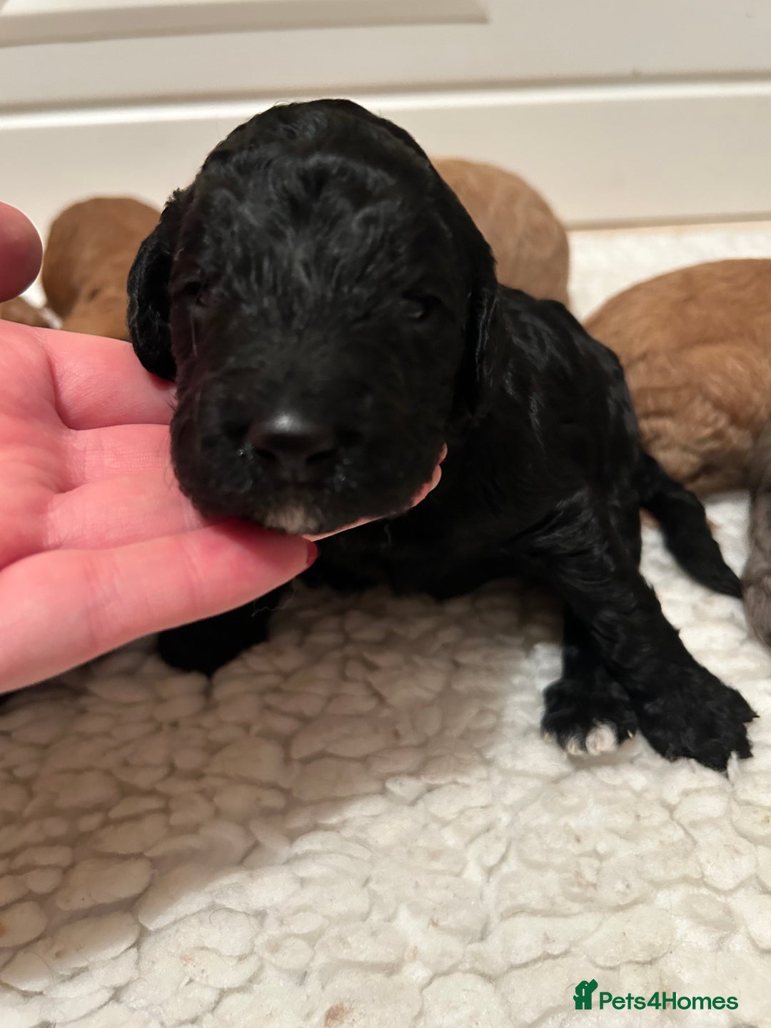Mixed Breed dogs for sale: Beautiful miniature labradoodle puppies  - Advert 8