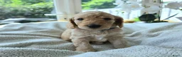 Cockapoo dogs for sale: 4 x F2 cockapoos - Advert 12