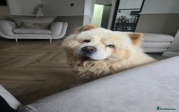 Chow Chow dogs for sale: Bear the chow chow - Image 12