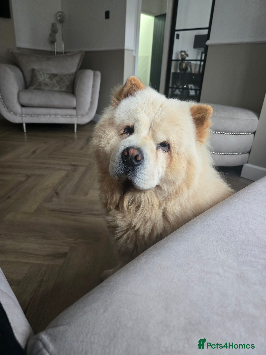 Chow Chow dogs for sale: Bear the chow chow - Image 12