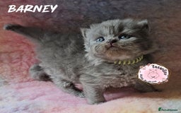 British Longhair cats for sale: GORGEOUS GCCF BRITISH LONGHAIR KITTEN  - Image 5