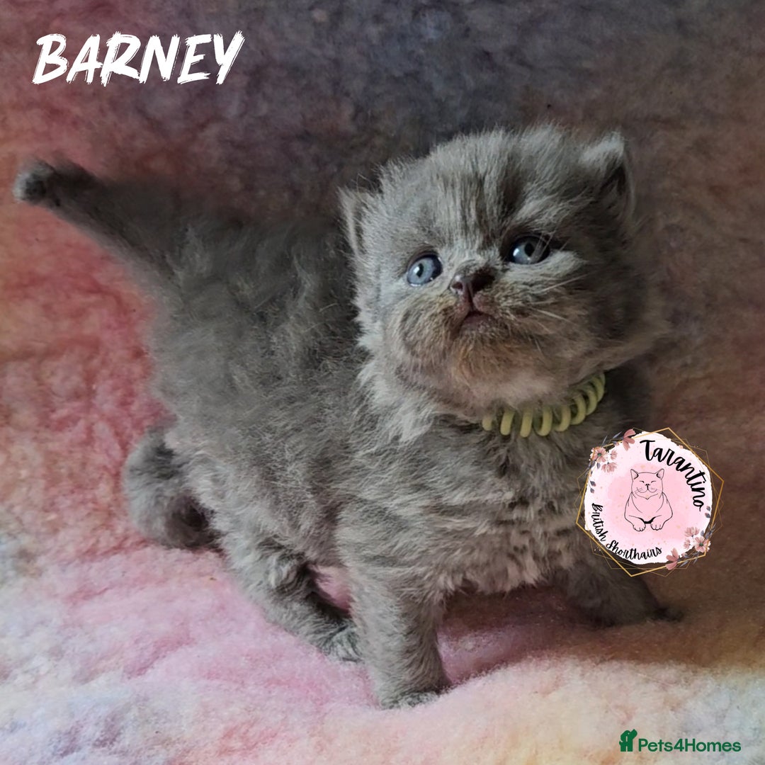 British Longhair cats for sale: GORGEOUS GCCF BRITISH LONGHAIR KITTEN  - Image 5