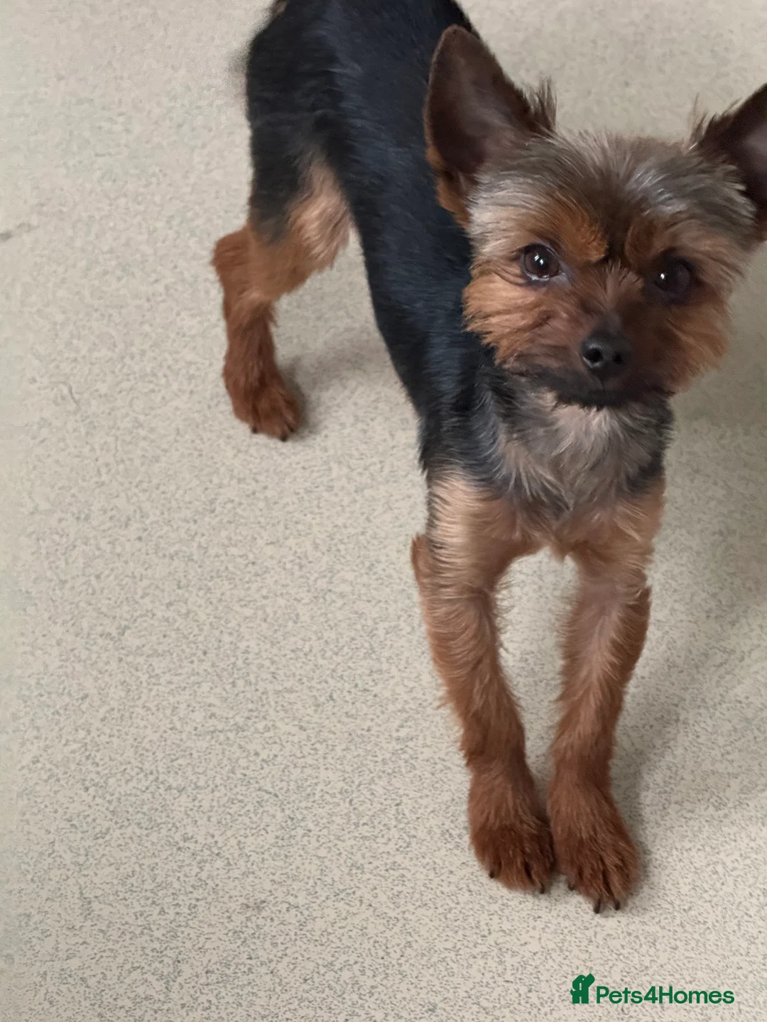 Yorkshire Terrier dogs for stud: 2.1kg. Yorkshire Terrier – Stud Dog - Advert 3