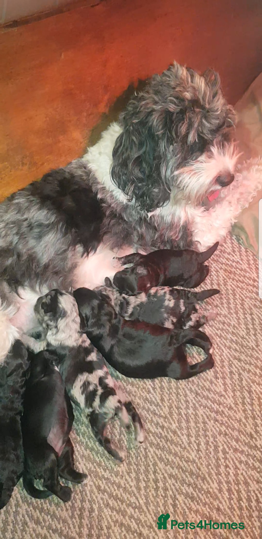 Sproodle dogs for sale: Toy Sproodle Puppies, Fabulous litter - Image 8