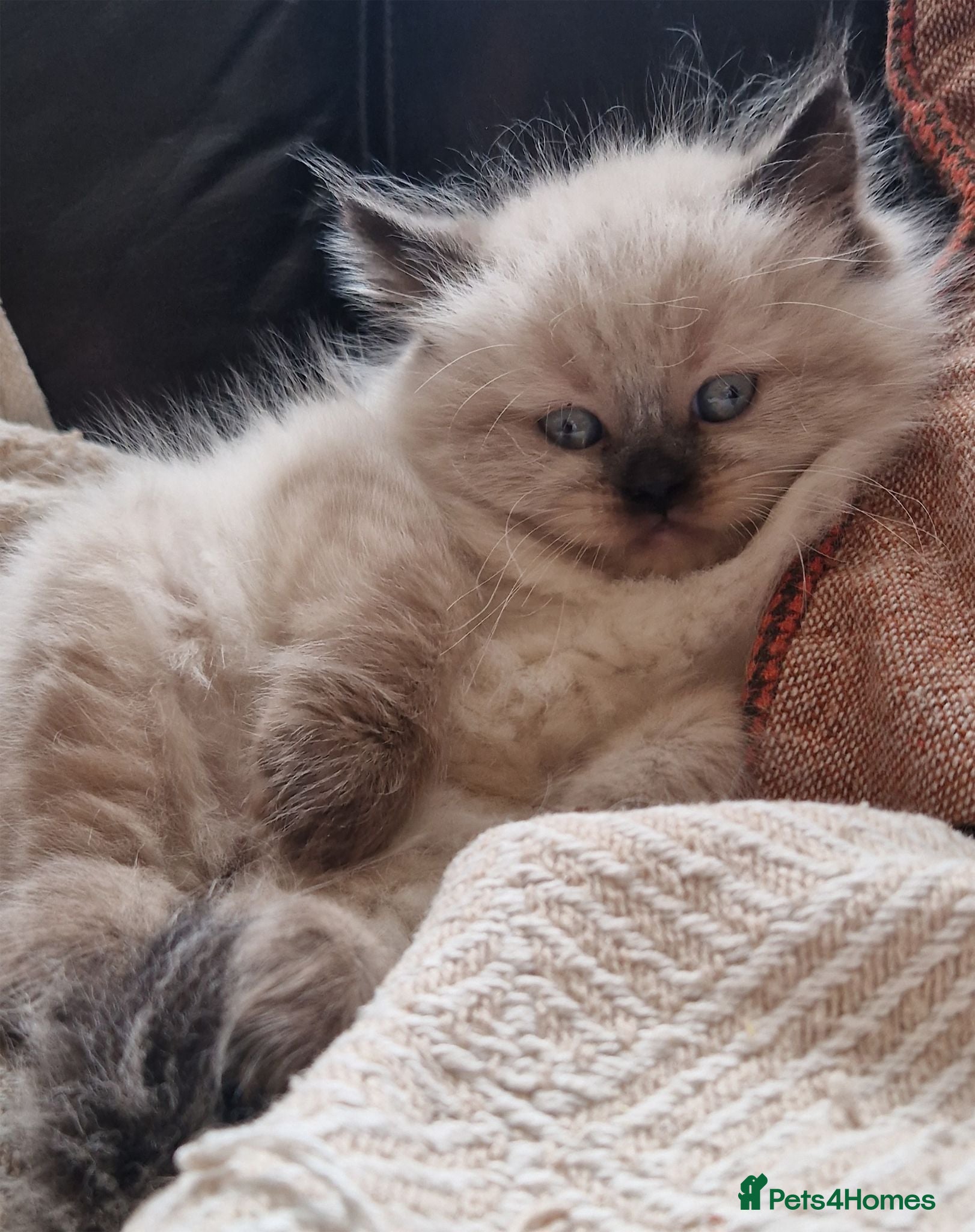 Ragdoll cats Ragdoll Kittens - Advert 2