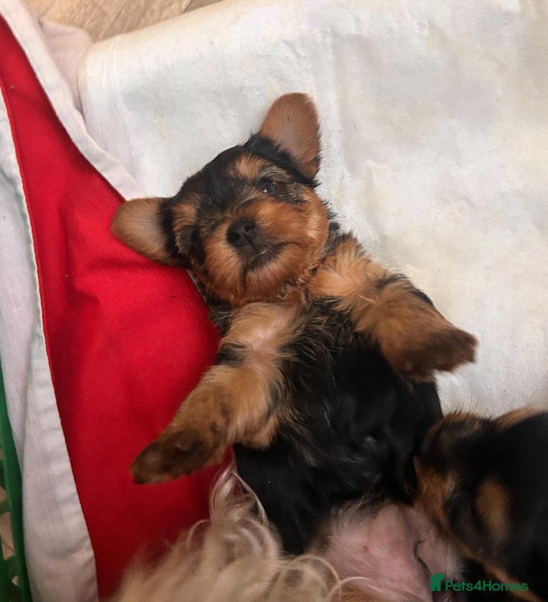 Yorkshire Terrier dogs for sale: Yorkshire Terrier Puppies – Ready 24 Dec - Image 33