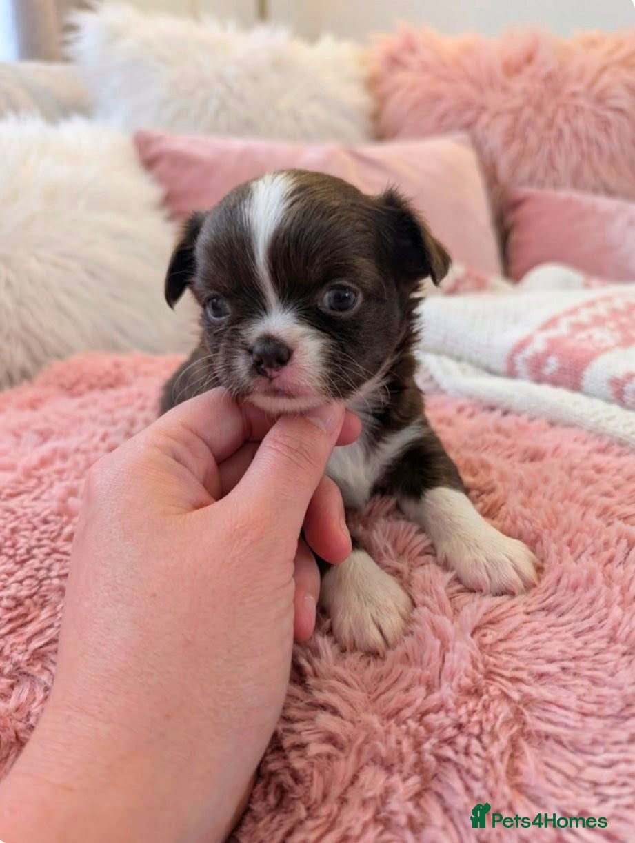 Chihuahua dogs KC registered Long Coat Chihuahuas  - Advert 10