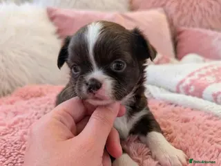 Chihuahua dogs KC registered Long Coat Chihuahuas - Advert 10