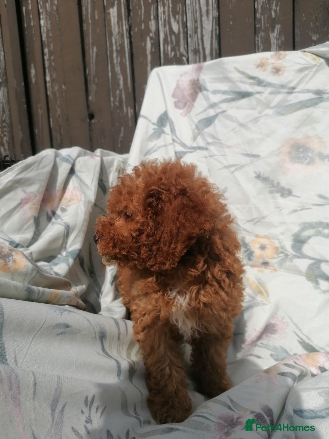Miniature Poodle dogs for sale: Miniature poodles  - Image 12