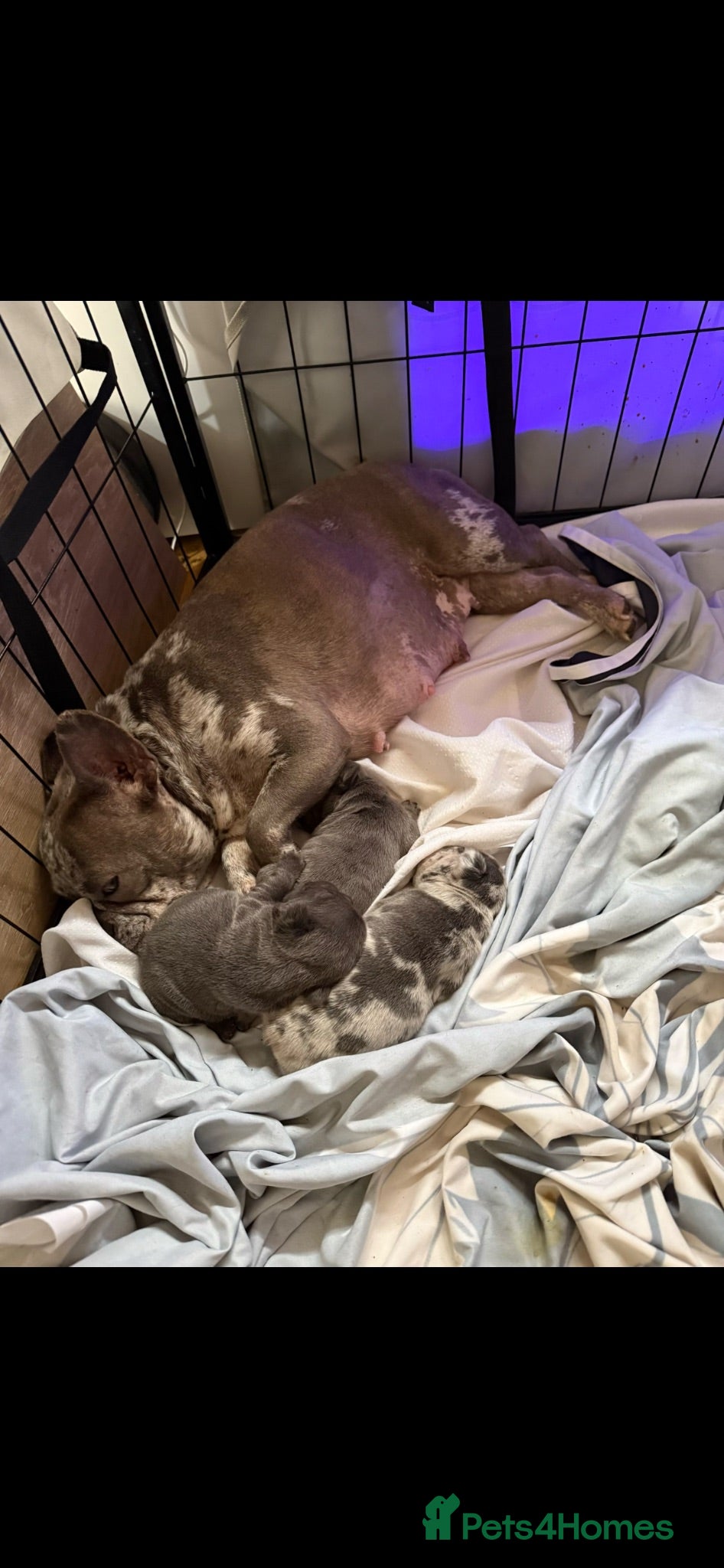 French Bulldog dogs French bulldog puppies - Advert 1