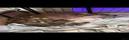 French Bulldog dogs for sale: French bulldog puppies - Advert 1