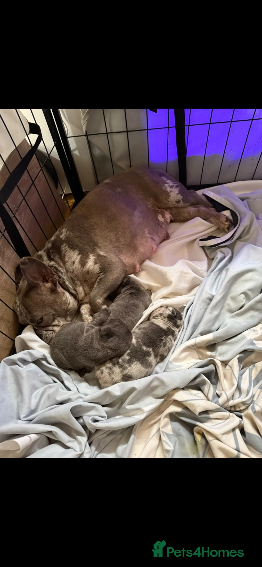 French Bulldog dogs for sale: French bulldog puppies - Advert 1