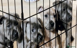 Staffordshire Bull Terrier dogs for sale: Blue/ Fawn Staffordshire Bull Terrier puppies  - Advert 2