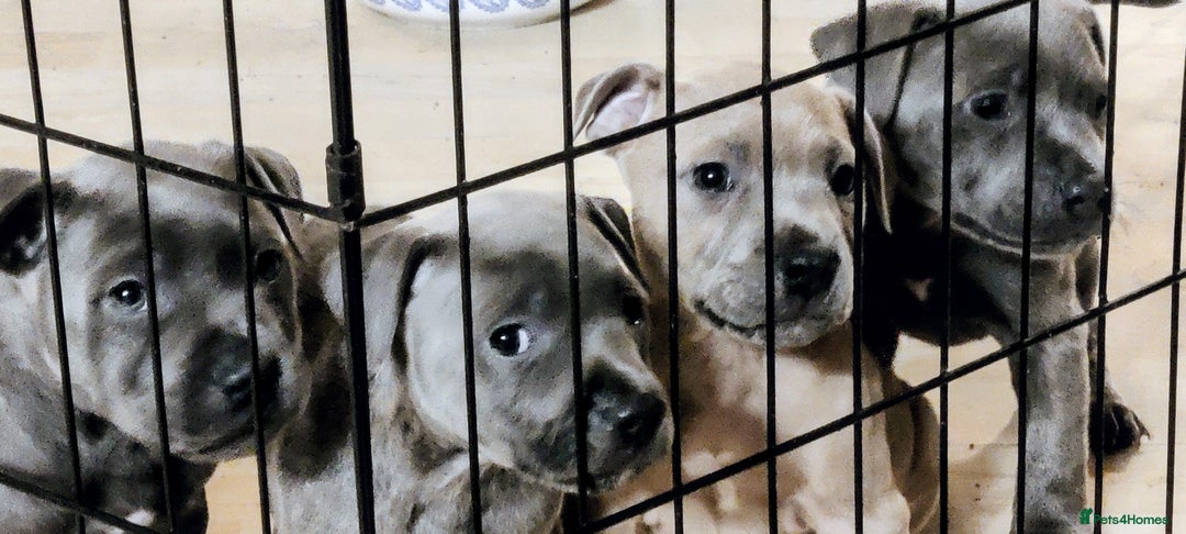 Staffordshire Bull Terrier dogs for sale: Blue/ Fawn Staffordshire Bull Terrier puppies  - Advert 2