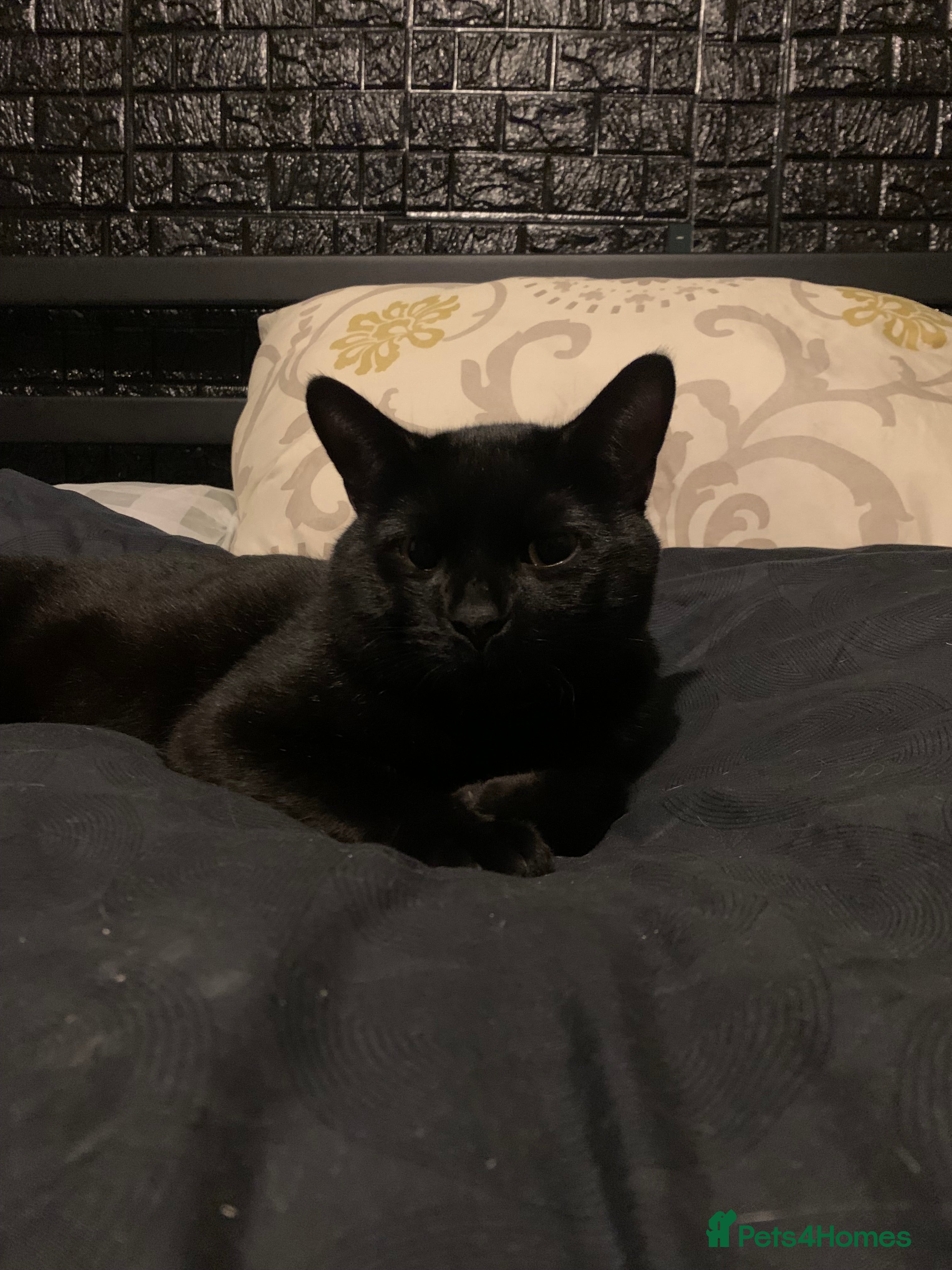 Bombay cats 1.5Year-Old Cat Looking for a Responsible New Home - Advert 1