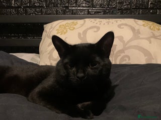 Bombay cats 1.5Year-Old Cat Looking for a Responsible New Home - Advert 1
