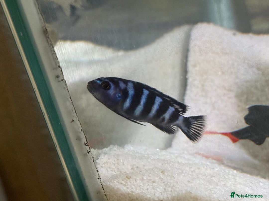 Cichlids fish for sale: Demasoni chiclids x5 - Advert 1