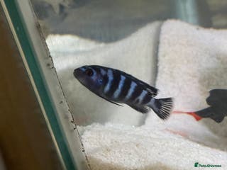 Cichlids fish Demasoni chcilids x5 - Advert 1