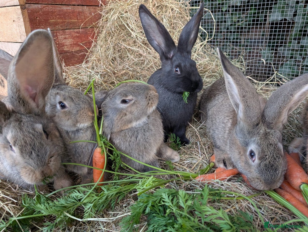 Continental Giant rabbits for sale: Pure Continental Giant Kits - Advert 6