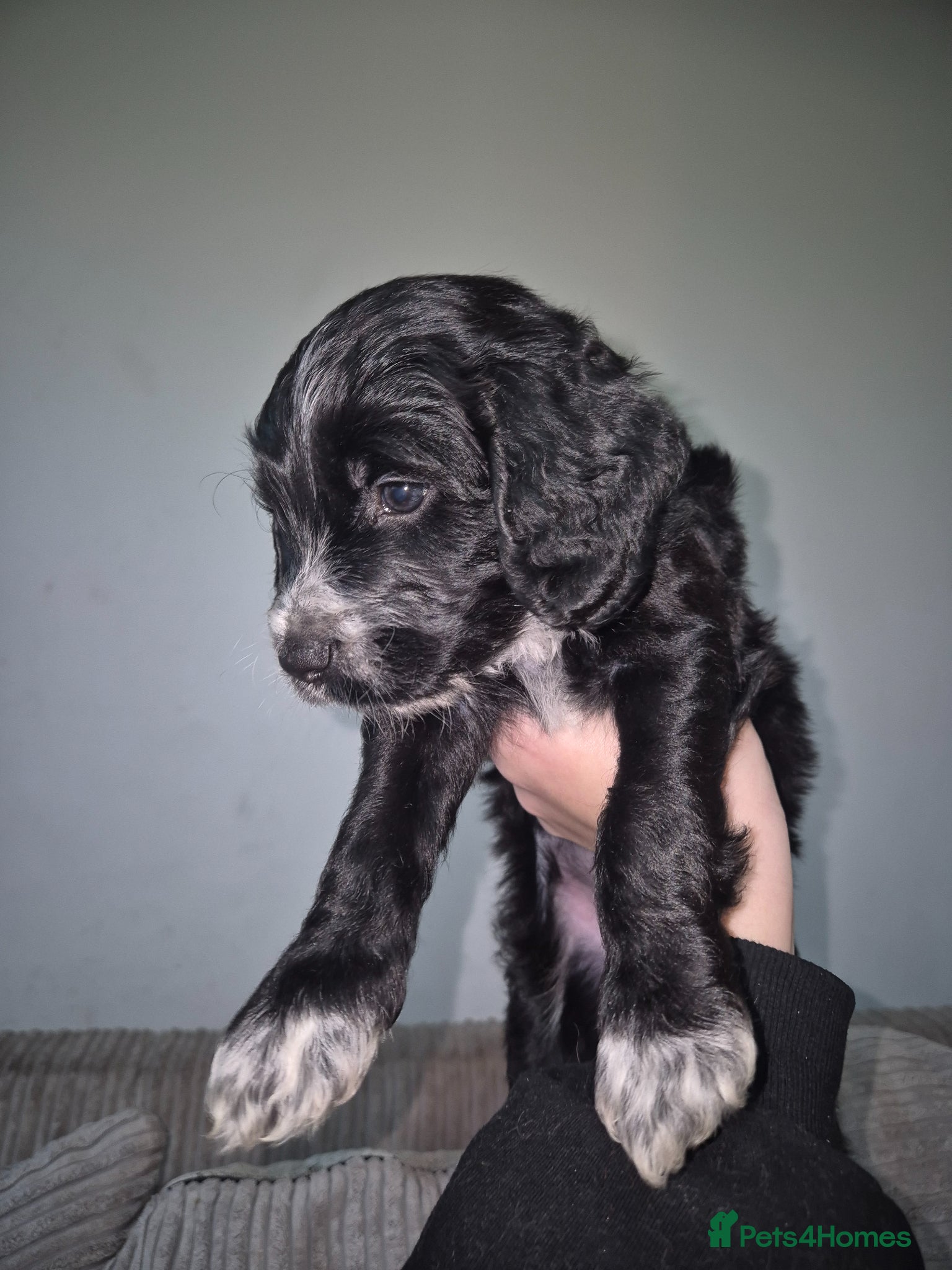 Mixed Breed dogs Cockapoo/Sprockador Puppies - Advert 6