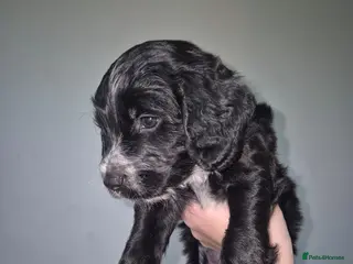 Mixed Breed dogs Cockapoo/Sprockador Puppies - Advert 6