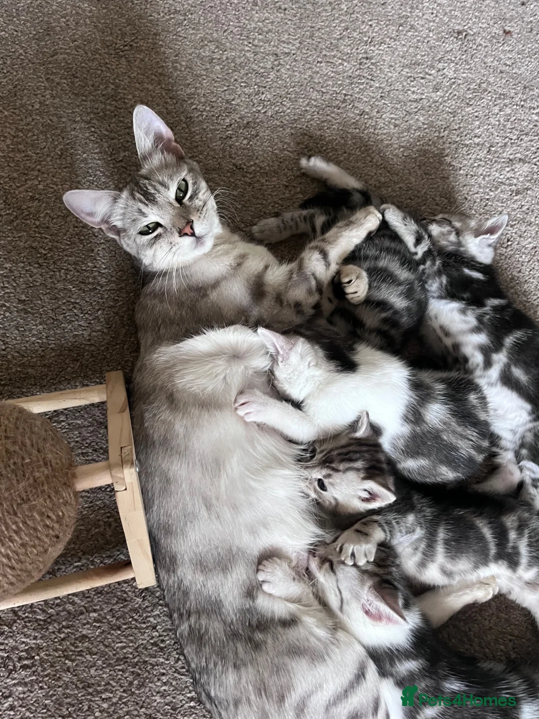 Bengal cats for sale: Half Bengal kittens  in Sowerby Bridge - Advert 1