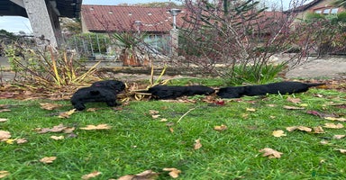 Cocker Spaniel dogs - Advert 2