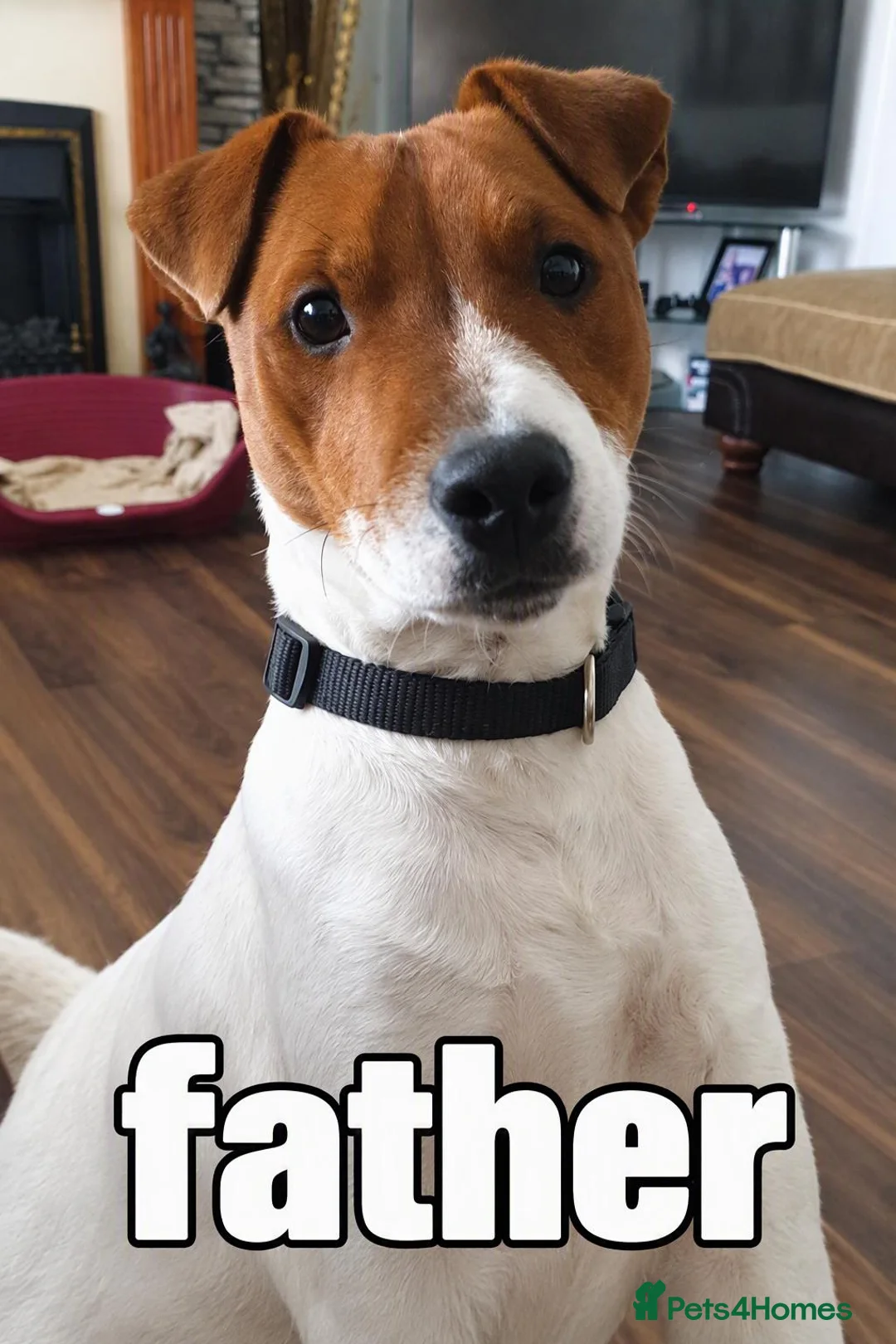 Jack Russell dogs for sale: 🐶 JACK RUSSELL PUPPIES FOR SALE 🐶 - Advert 2