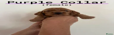 Purple Collar