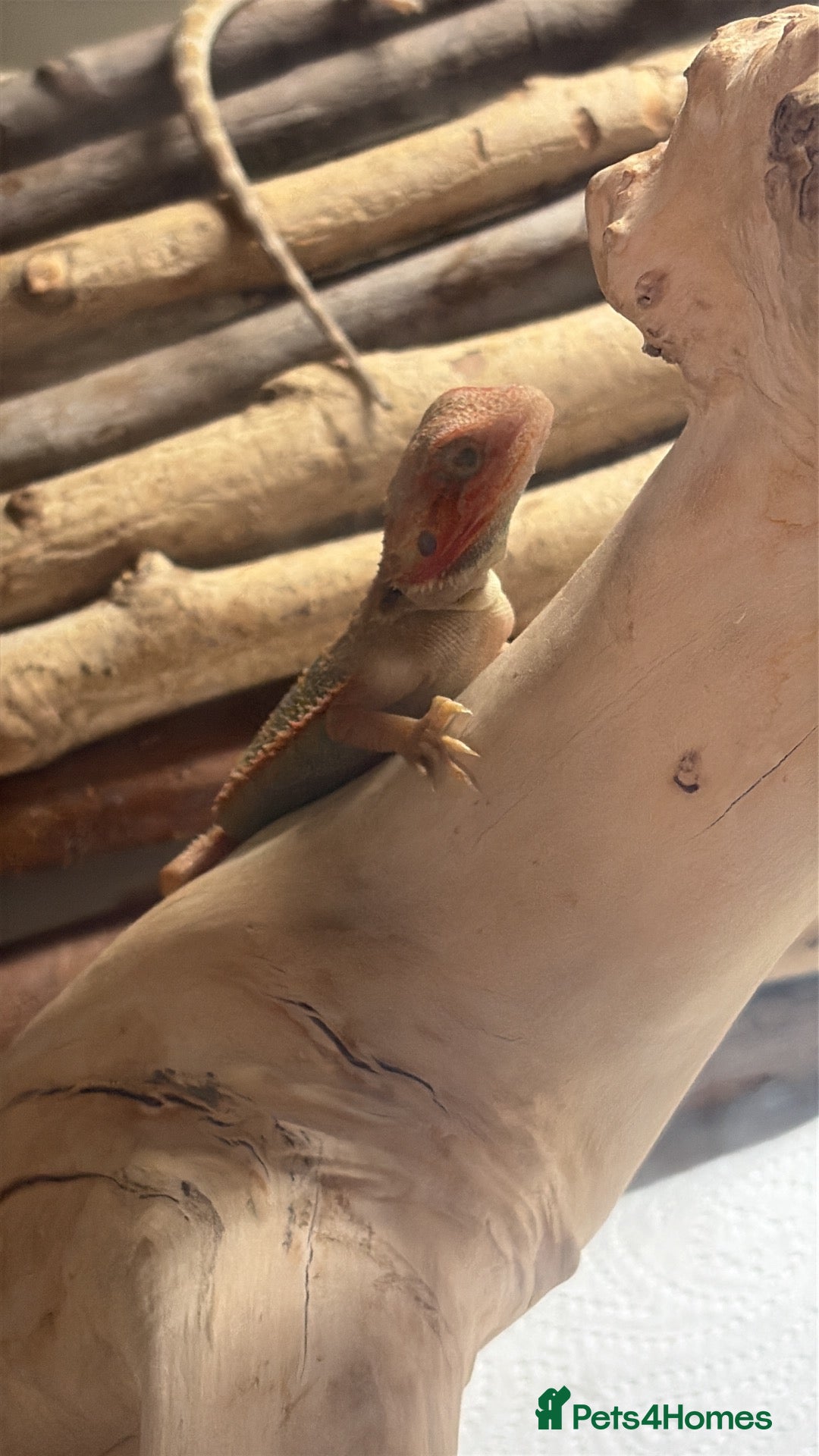 Bearded Dragon reptiles 8 week old hypo  - Advert 3