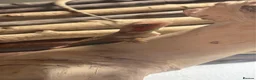 Bearded Dragon reptiles for sale: 8 week old hypo  - Advert 1