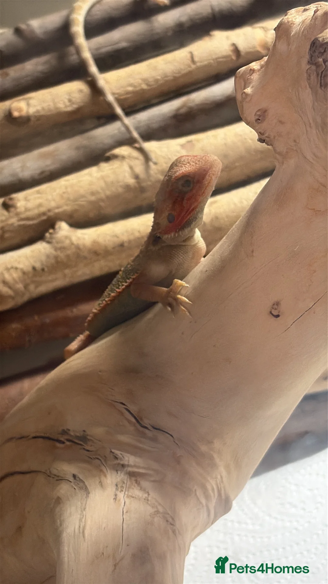 Bearded Dragon reptiles for sale: 8 week old hypo  - Advert 1