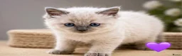 Ragdoll cats for sale: ✨ Beautiful Ragdoll Kittens – Ready Soon ✨ in Chelmsford - Advert 5