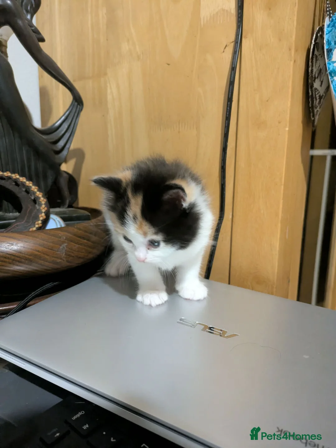 Mixed Breed cats for sale: Kittens for sale  - Advert 2