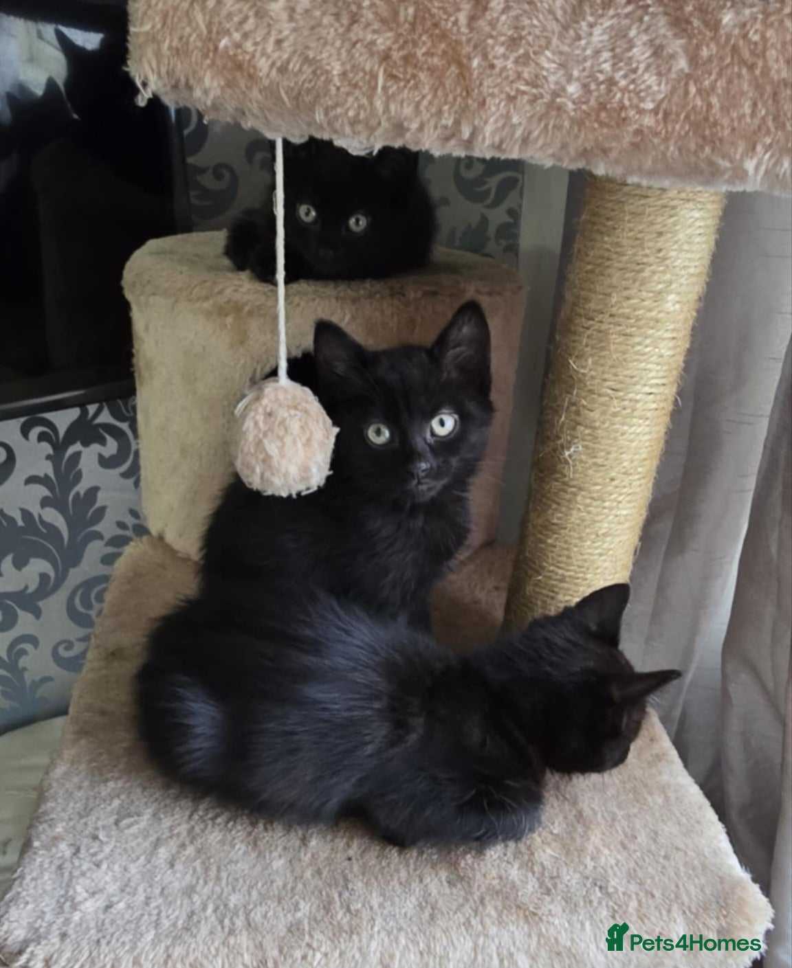 Mixed Breed cats Four beautiful mix bangal Maine Coon kittens  - Advert 1