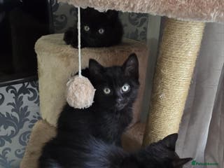 Mixed Breed cats Four beautiful mix bangal Maine Coon kittens - Advert 1