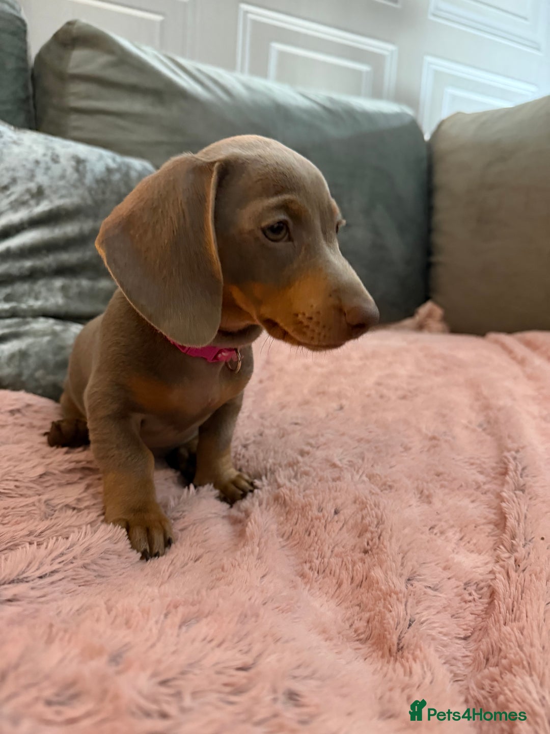 Miniature Dachshund dogs for sale: Miniature dachshund - Advert 5