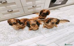 Dachshund dogs for sale: Red long-haired standard dachshund puppies - Image 1