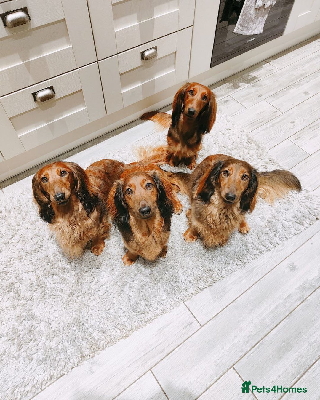 Dachshund dogs for sale: Red long-haired standard dachshund puppies - Image 1